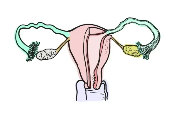 Illustration Eierstockgesundheit